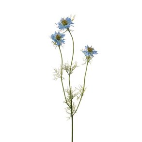 Nigella, 60cm