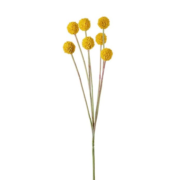 Craspedia, 60cm
