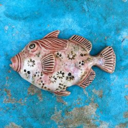 Trigger fish