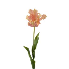 Tulipan, 70cm