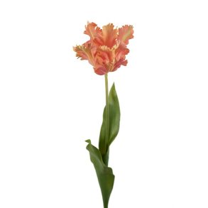 Tulipan, 70cm