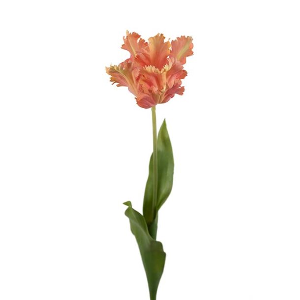 Tulipan, 70cm