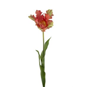 Tulipan, 70cm