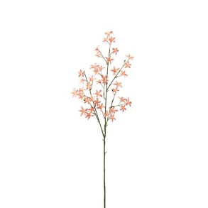 Saxifraga, 75cm