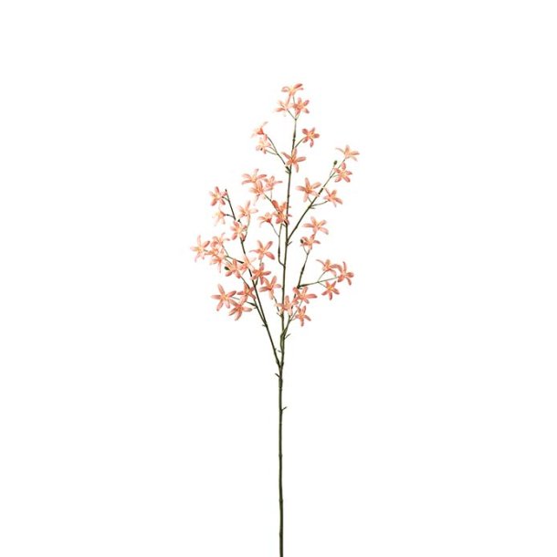 Saxifraga, 75cm