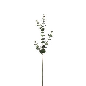Eucalyptus, 80cm