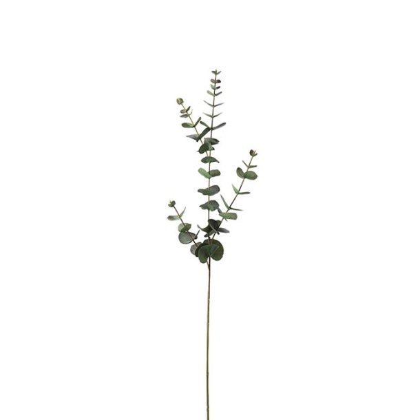 Eucalyptus, 80cm