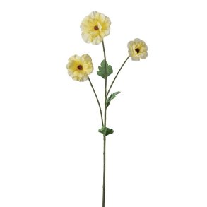 Japansk ranunkel, 62cm