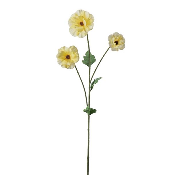 Japansk ranunkel, 62cm