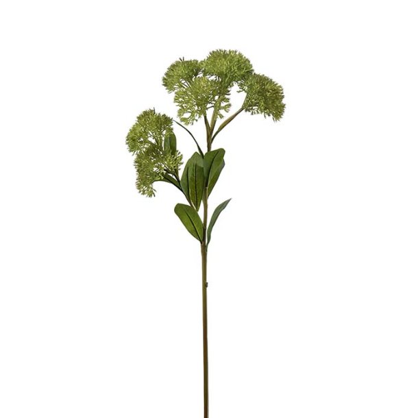 Sedum, 65cm