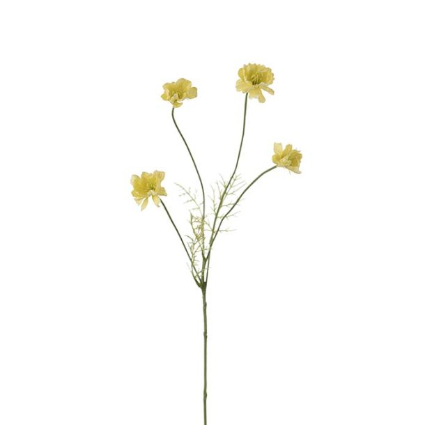 Cosmos, 55cm