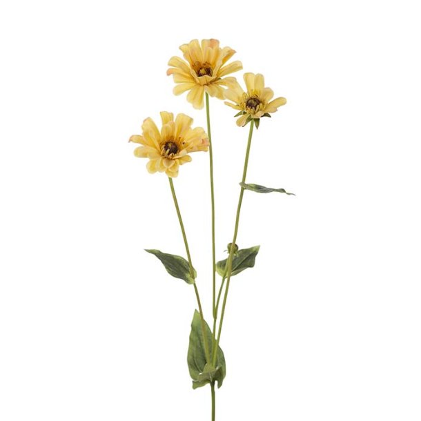 Zinnia, 65cm