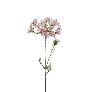 Allium, 70cm