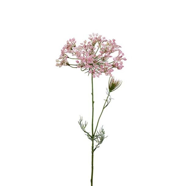 Allium, 70cm