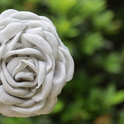 Daisy hrklemme, Stvet grn, stor