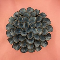 Dahlia pompom, M�rk bl�