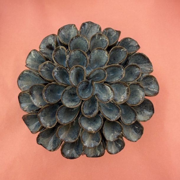 Dahlia pompom, M�rk bl�