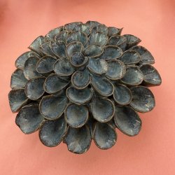 Dahlia pompom, M�rk bl�