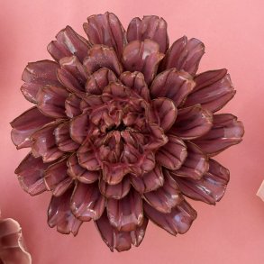 Dahlia stjerne, Blush pink