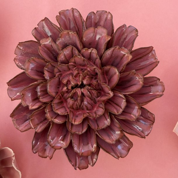 Dahlia stjerne, Blush pink