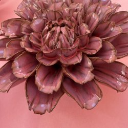Dahlia stjerne, Blush pink