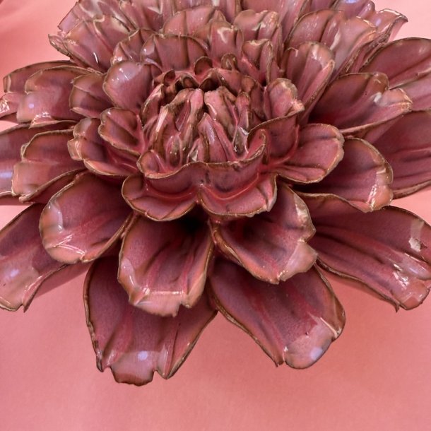 Dahlia stjerne, Blush pink