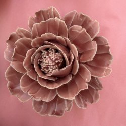 Blomst, Rosa