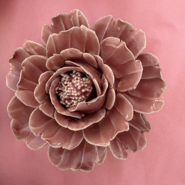 Blomst, Rosa