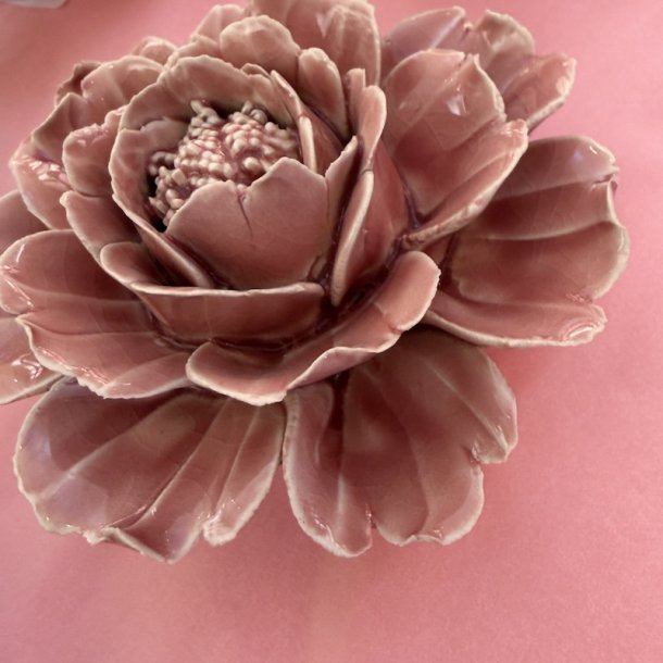 Blomst, Rosa