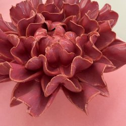 Nellike, Blush-rosa