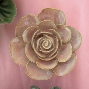 Ranunkel, Fersken  pink