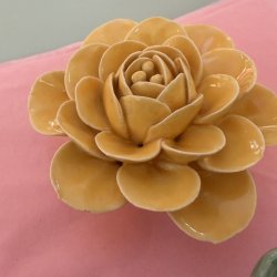 Begonia, gul