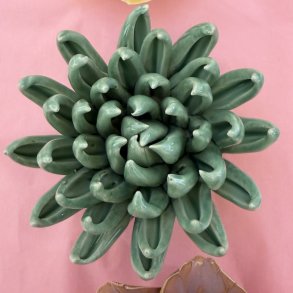Sukkulent, Jade