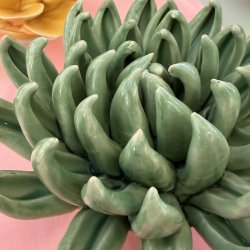 Sukkulent, Jade