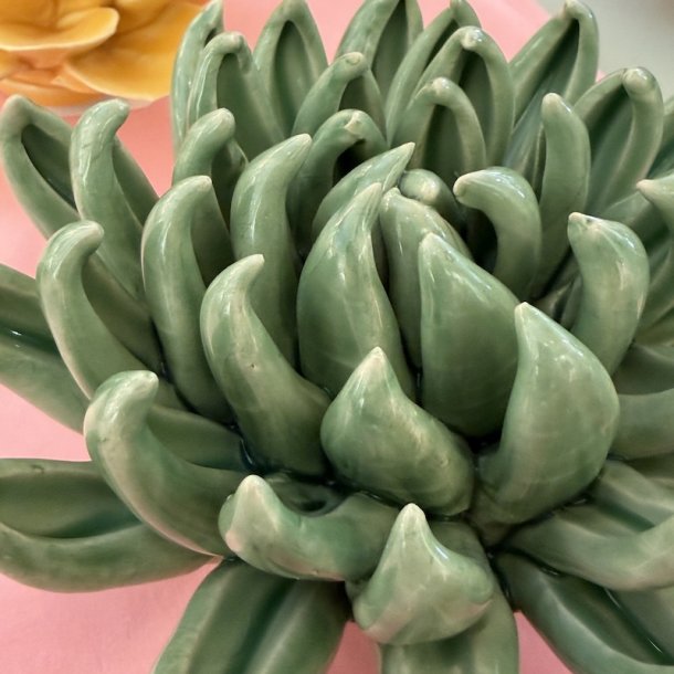Sukkulent, Jade