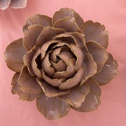 Camellia, Rose Pink