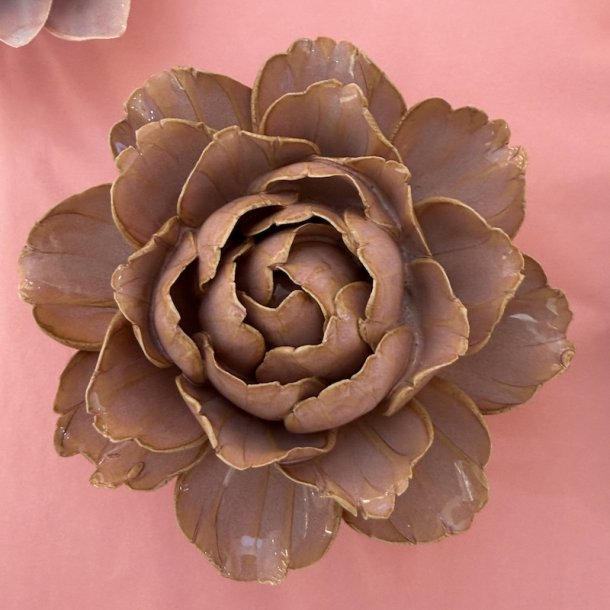 Camellia, Rose Pink