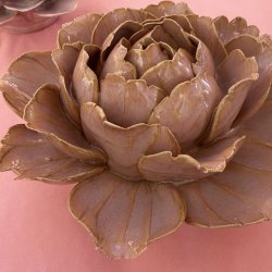 Camellia, Rose Pink