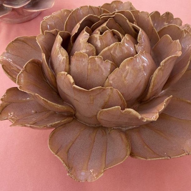 Camellia, Rose Pink