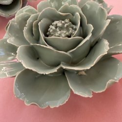 Rose, Pistacie 