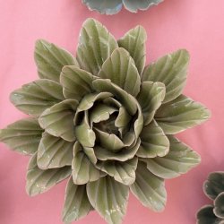 P�on, sorbet peridot
