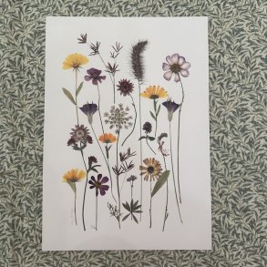 A3, Nr 12 (Stjernefruer)