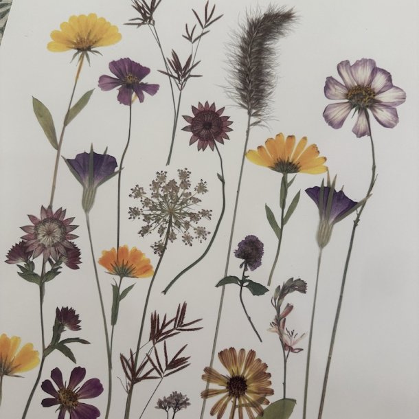 A3, Nr 12 (Stjernefruer)