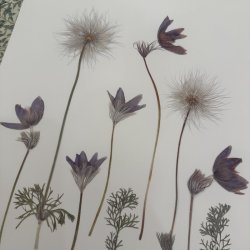 A3, Nr 14 (Kobjlder)