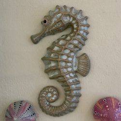 Seahorse