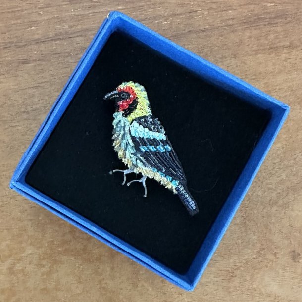 Flame faced tanager, broche