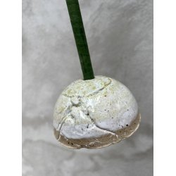 Gsefjerstr, hndlavet