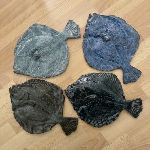 V�gfisk Pighvar XL, flere farver