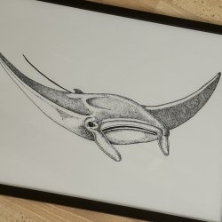 A3, Djvlerokke, sort/hvid