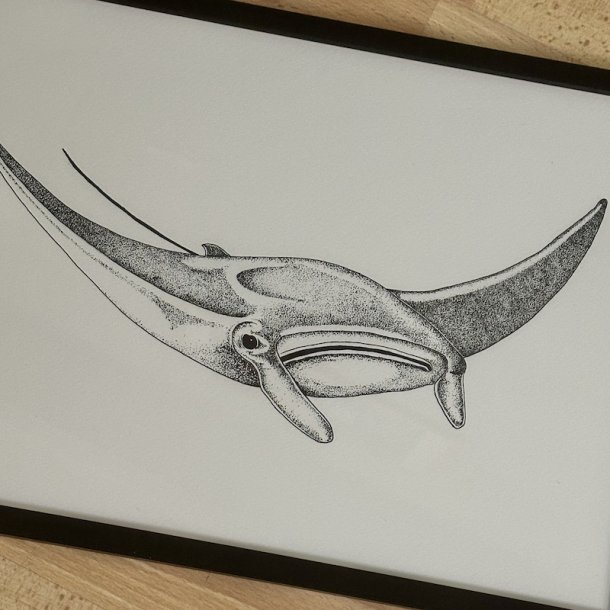 A3, Djvlerokke, sort/hvid